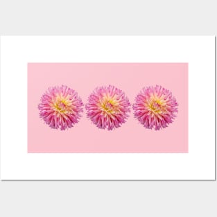 Three Pink Dahlias Floral Photo Posters and Art